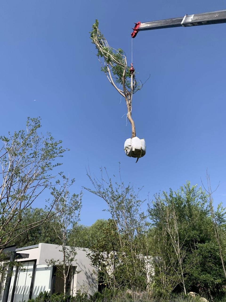 Trasplante de árbol maduro con grúa en obra de paisajismo